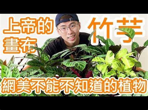 竹芋禁忌